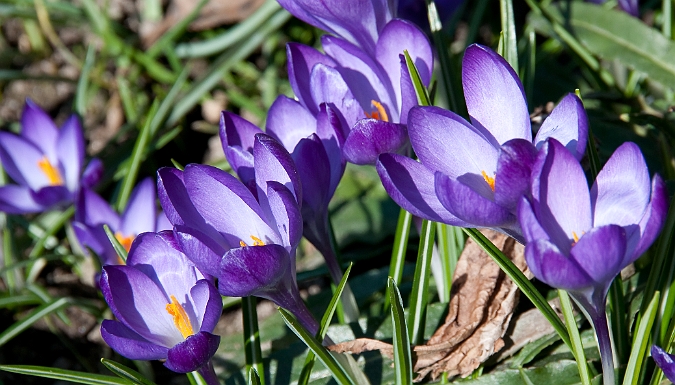 Crocus Vernus